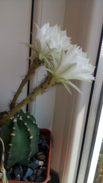 25.06.2019 - Echinopsis subdenudata
