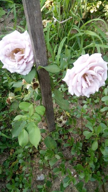 IMG-20190628-WA0020 - Koko Loko