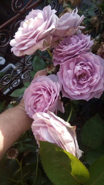 IMG-20190628-WA0025 - Novalis