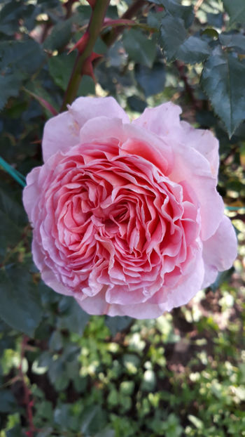  - ABRAHAM DARBY David Austin 3