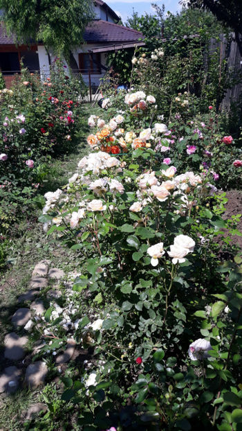  - 1 CASUTA DIN POVESTI SI GRADINA IUNIEI