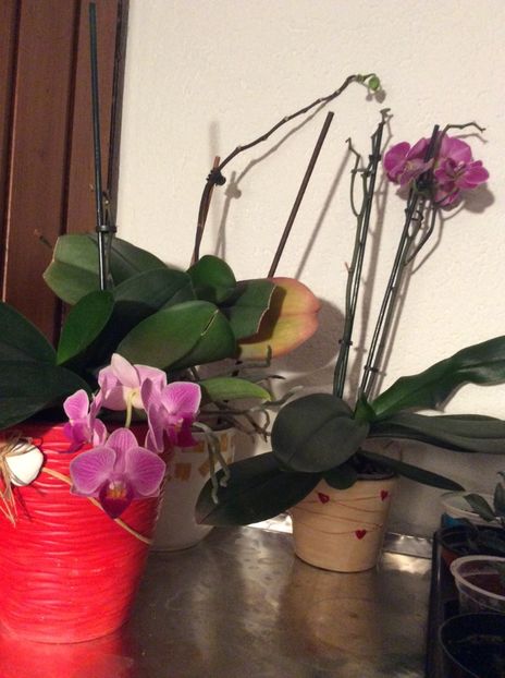 28.06.2019 - 6-Orchideele mele