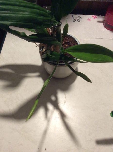  - 9-Orchideele mele