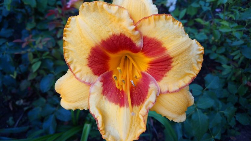  - Hemerocallis