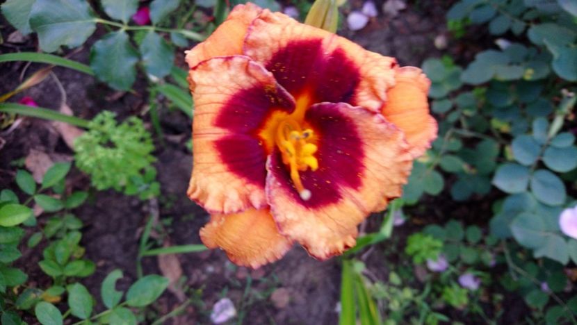  - Hemerocallis