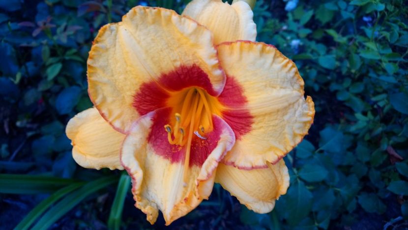  - Hemerocallis