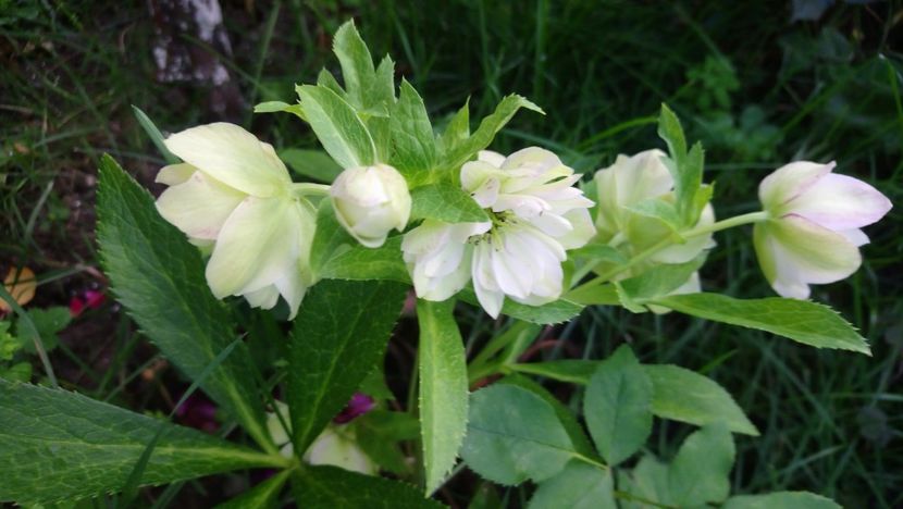 Inflorit astazi - Heleborus