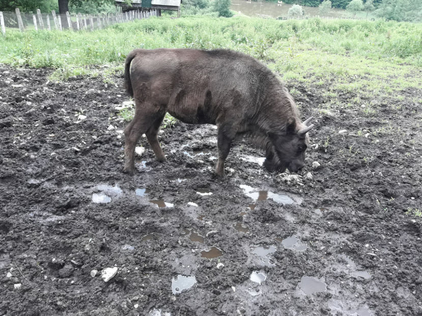 Rezervația de zimbri. - Vacanța 2019 1