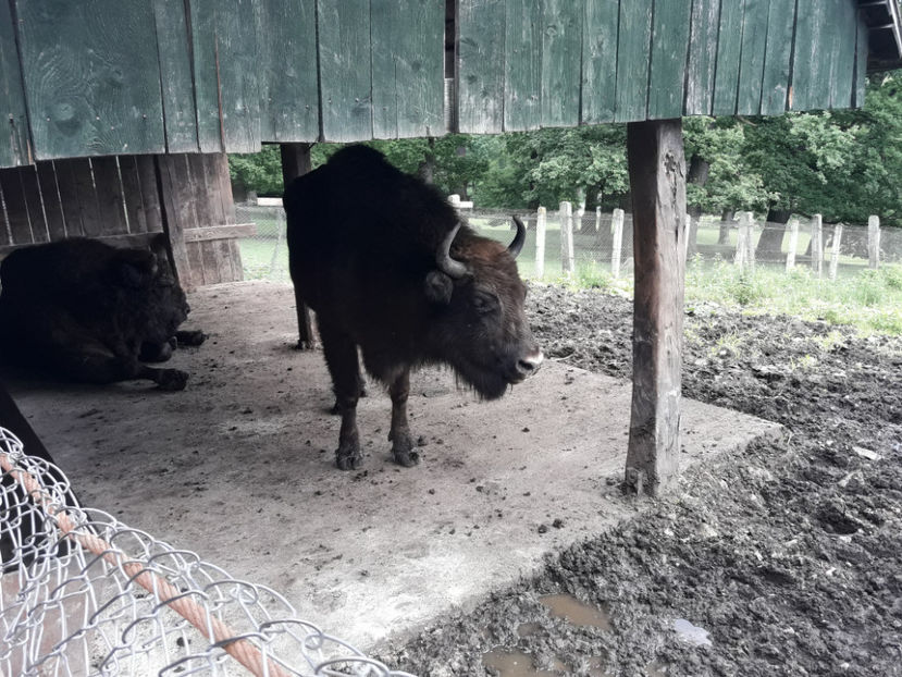 Rezervația de zimbri. - Vacanța 2019 1