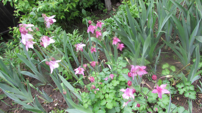  - A A Flori de gradina 1