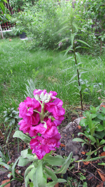  - A A Flori de gradina 1