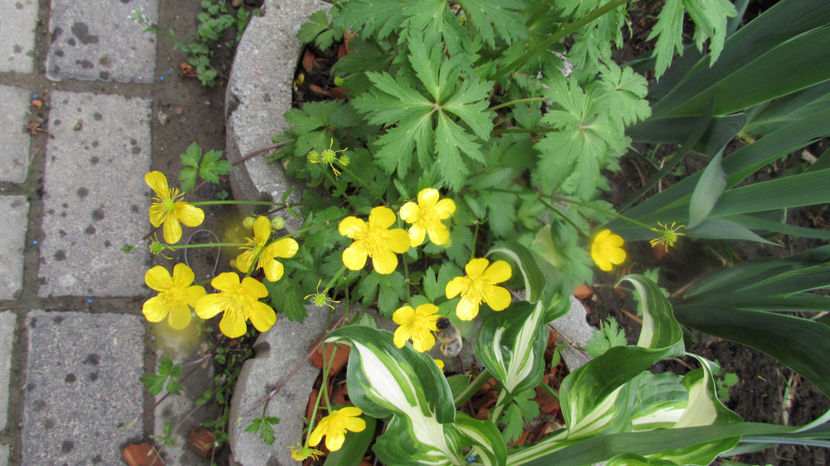  - A A Flori de gradina 1