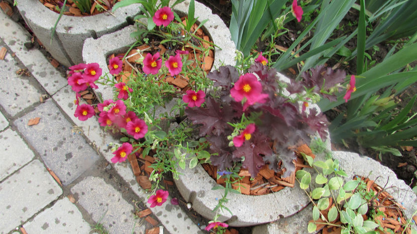  - A A Flori de gradina 1