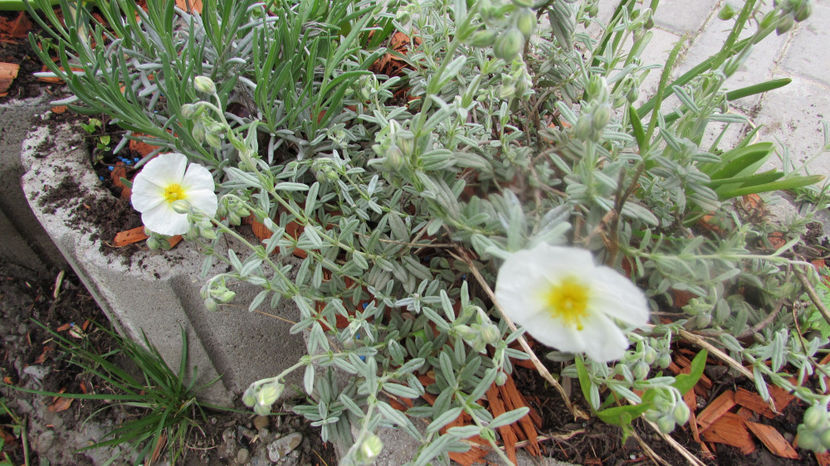  - A A Flori de gradina 1