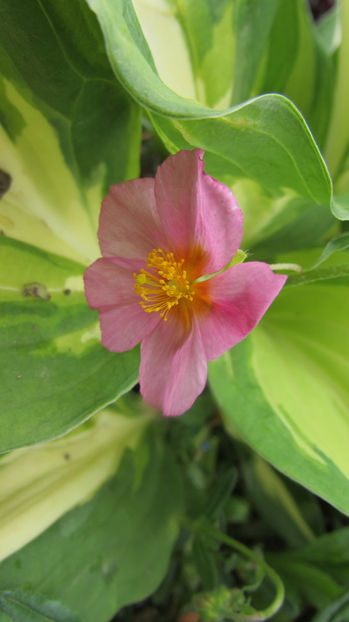  - A A Flori de gradina 1