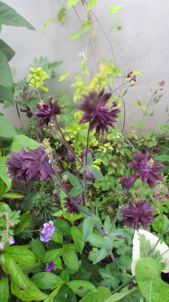  - A A Flori de gradina 1