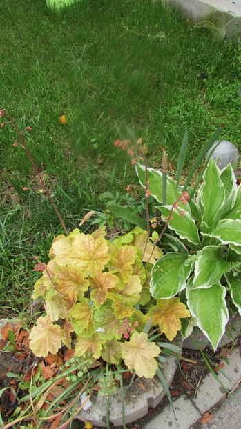  - A A Flori de gradina 1