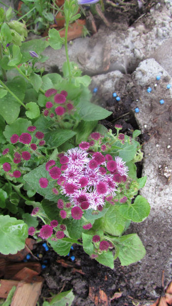  - A A Flori de gradina 1