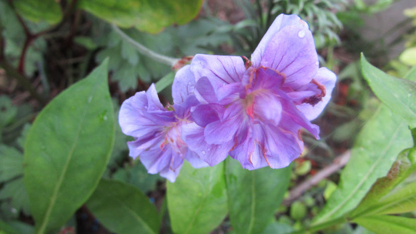  - A A Flori de gradina 1