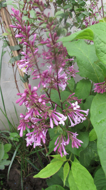  - A A Flori de gradina 1