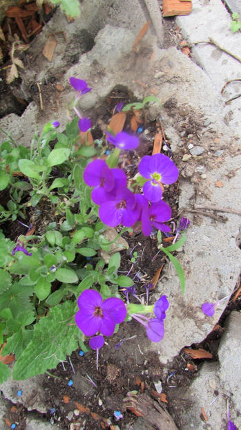  - A A Flori de gradina 1