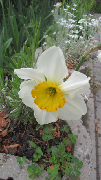  - A A Flori de gradina 1