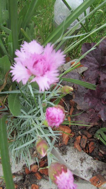  - A A Flori de gradina 1