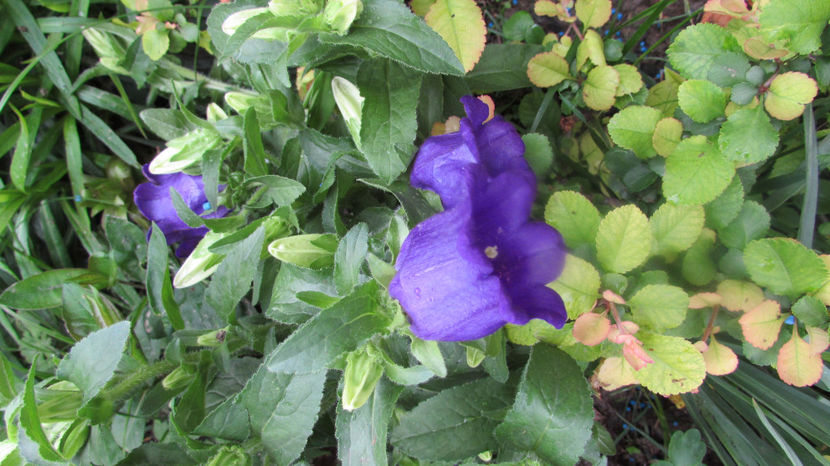  - A A Flori de gradina 1