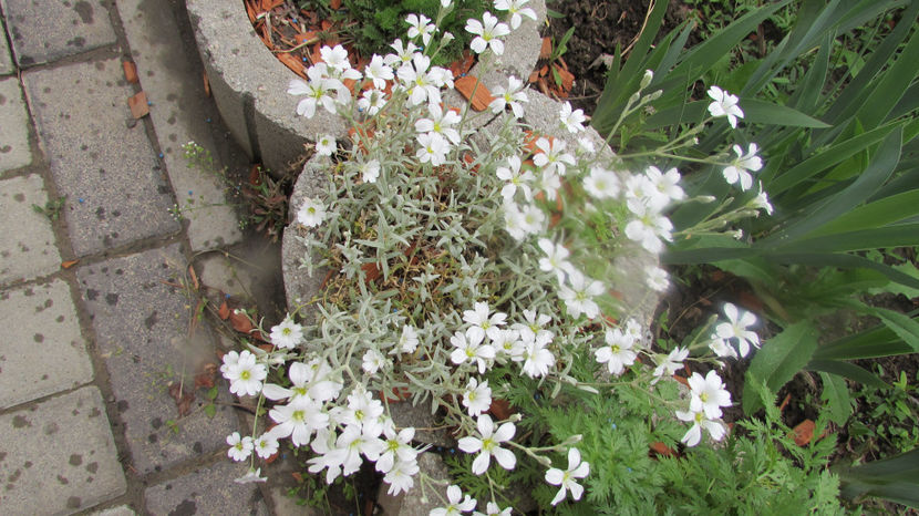  - A A Flori de gradina 1