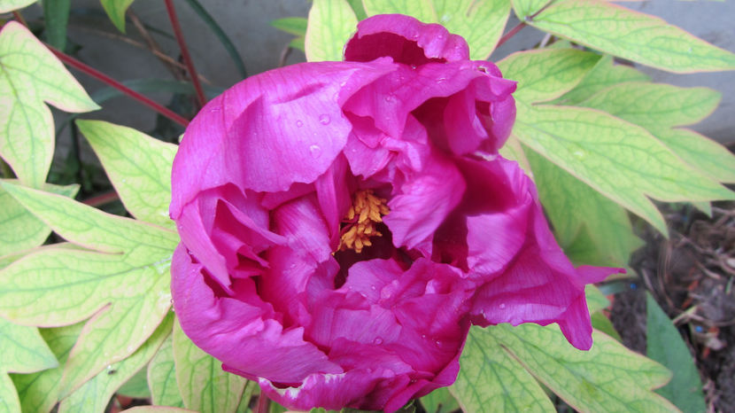  - A A Flori de gradina 1