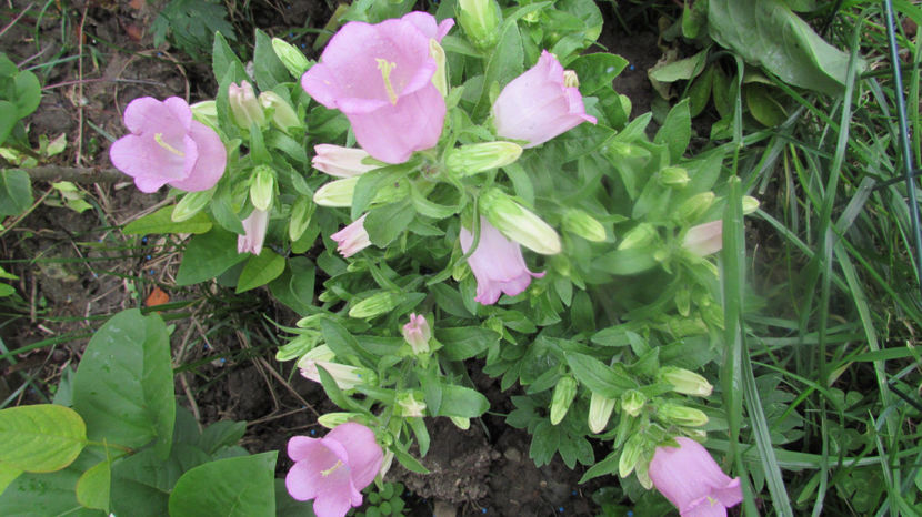  - A A Flori de gradina 1