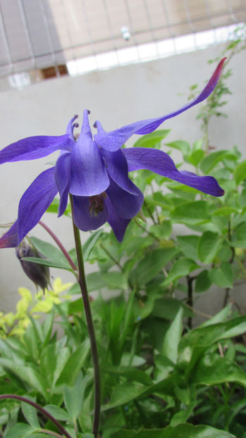  - A A Flori de gradina 1