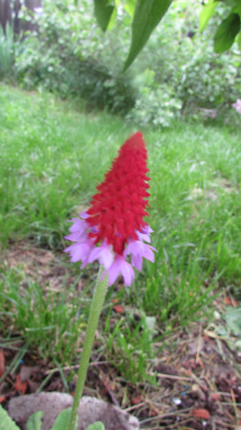  - A A Flori de gradina 1