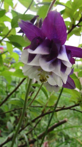  - A A Flori de gradina 1