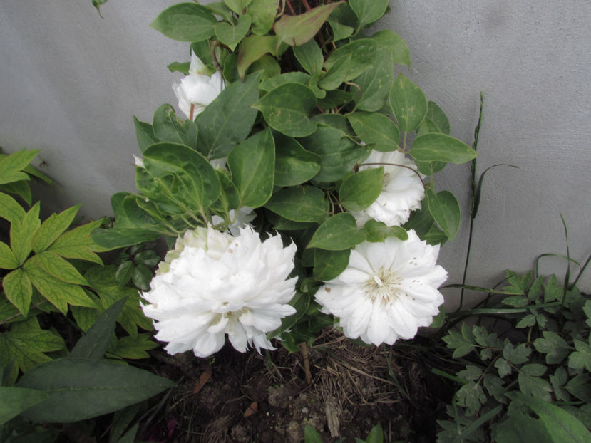  - A A Flori de gradina 1