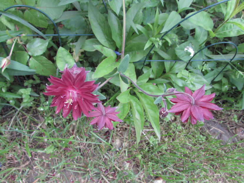  - A A Flori de gradina 1