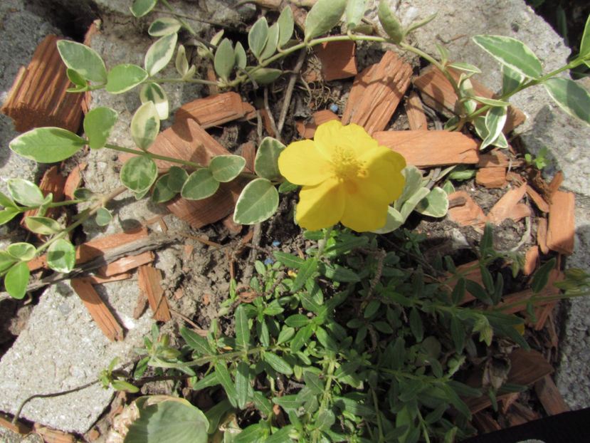  - A A Flori de gradina 1