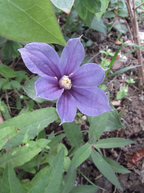  - A A Flori de gradina 1