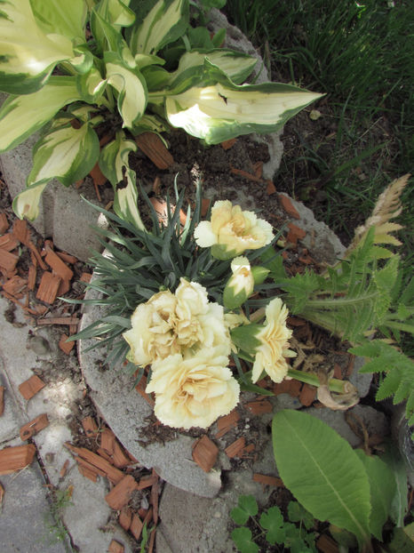  - A A Flori de gradina 1