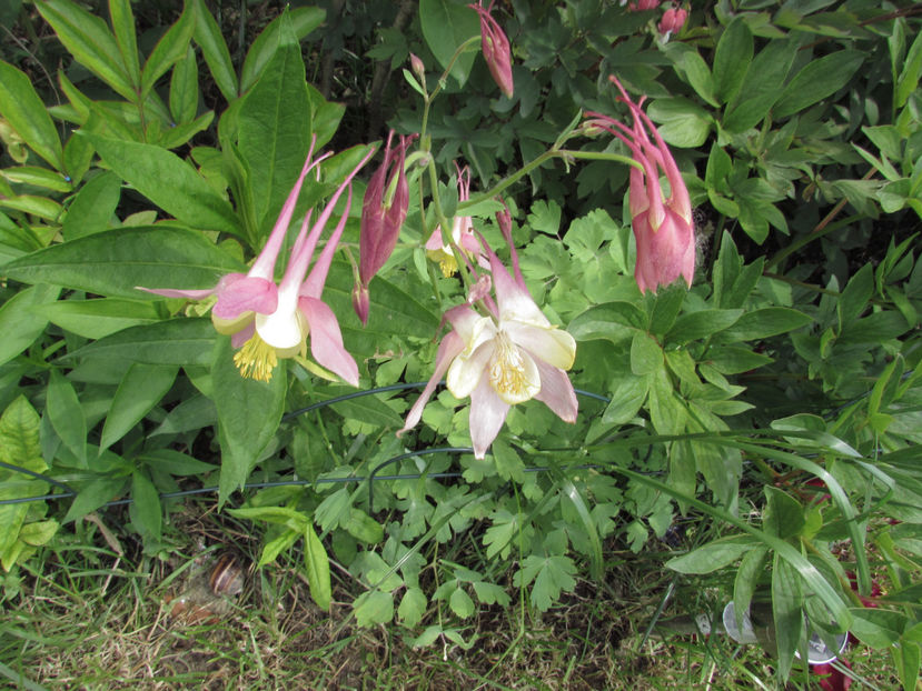  - A A Flori de gradina 1