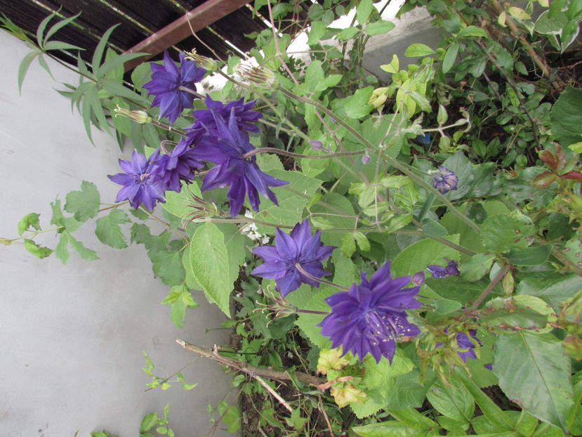  - A A Flori de gradina 1