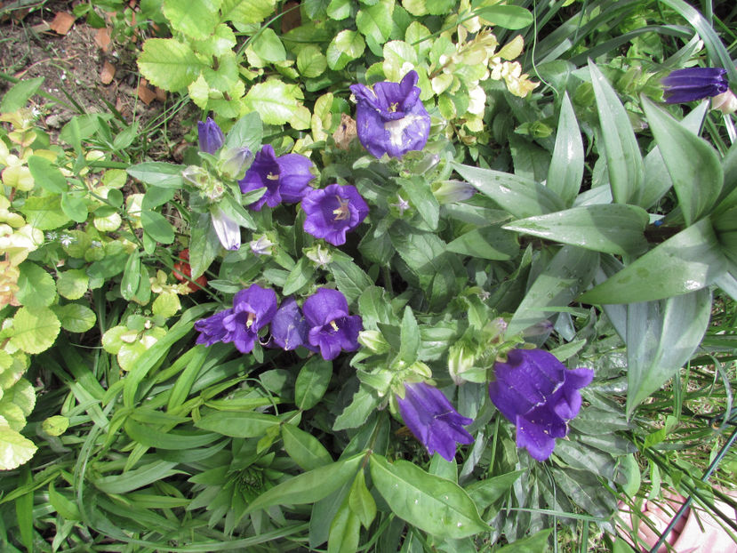  - A A Flori de gradina 1