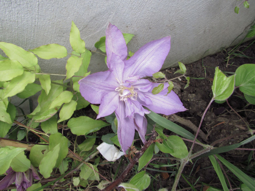  - A A Flori de gradina 1