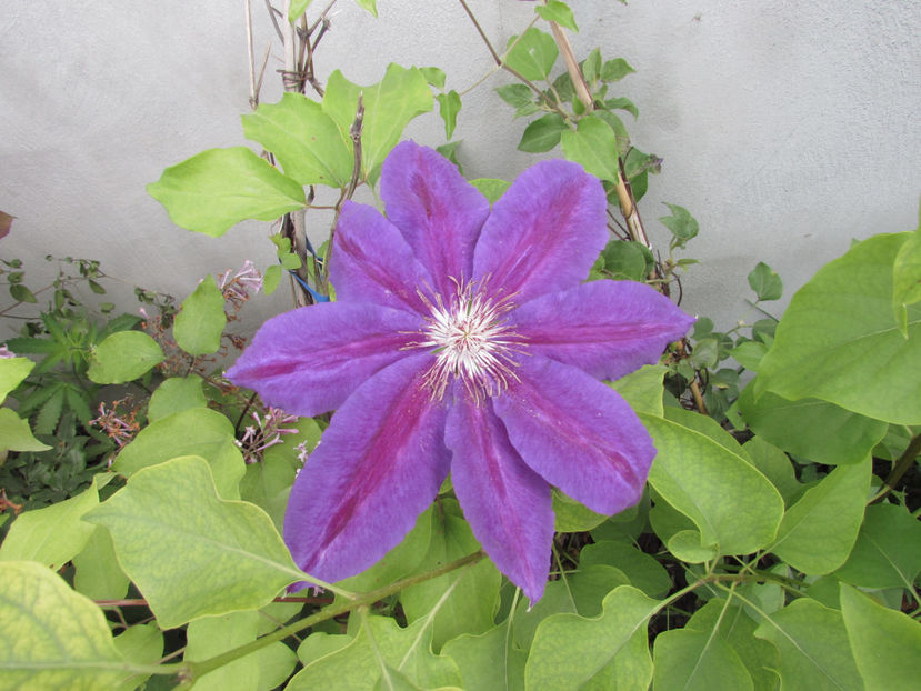  - A A Flori de gradina 1