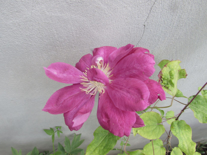  - A A Flori de gradina 1