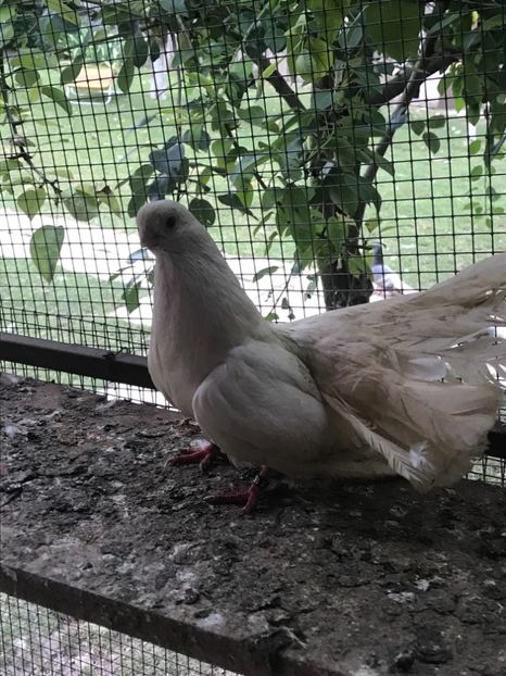 9941637D-4B13-4BF4-9125-854B2FEB16B5 - Negri turci