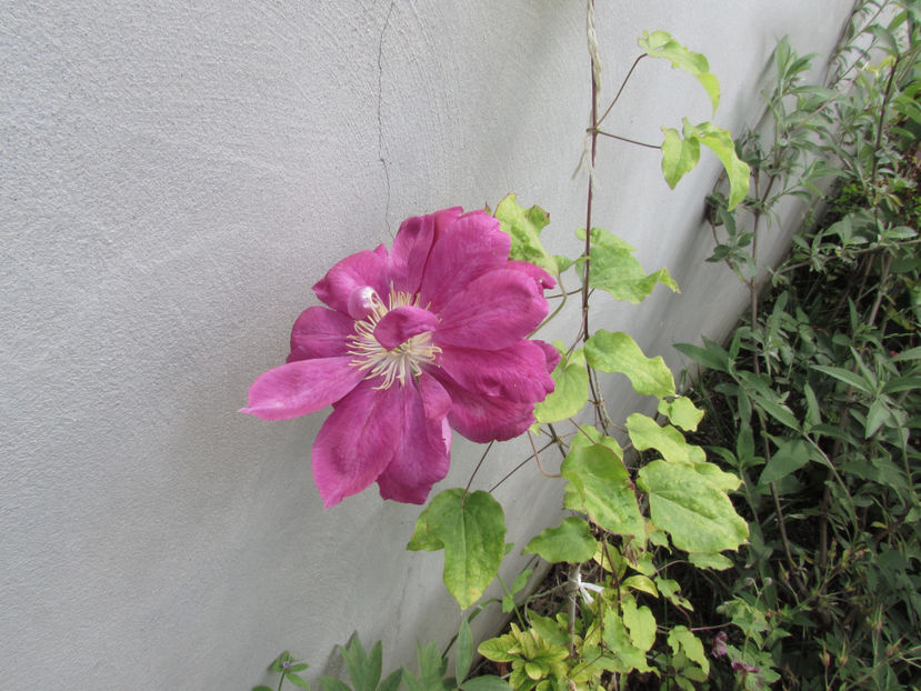  - A A Flori de gradina 1