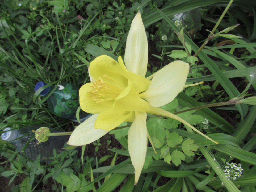  - A A Flori de gradina 1