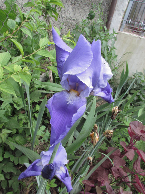  - A A Flori de gradina 1