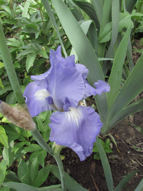  - A A Flori de gradina 1